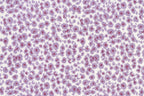 Lilac/mulberry